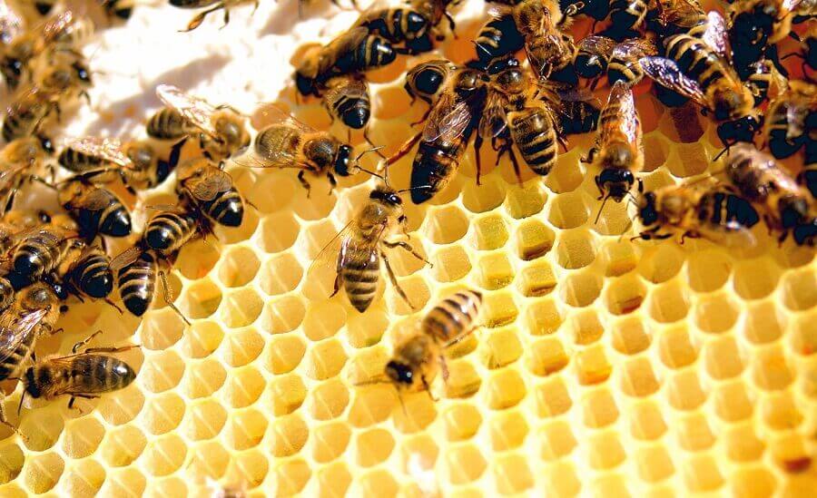 Trị mụn thịt Goldskin được chiết xuất từ nọc ong nguyên chất trị mụn hiệu quả an toàn cho các loại da