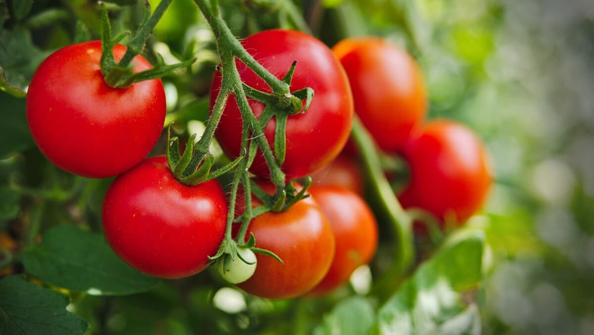 Do có các đặc tính sát trùng tự nhiên nên cà chua tươi còn được xem là loại quả hỗ trợ để tiêu diệt mụn rất hiệu quả