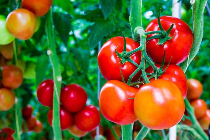 Thành phần chủ chốt lycopene trong cà chua sẽ loại đi bỏ tế bào chết đen dưới lớp niêm mạc da