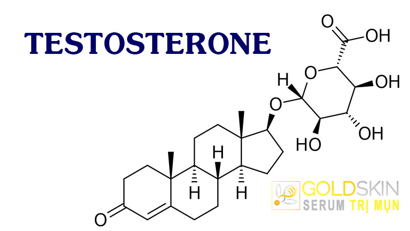 Testosterone gia tăng đột biến làm kích thích tuyến bã nhờn dẫn đến nổi mụn